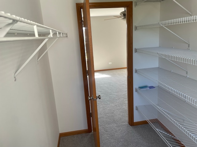 walk in closet with carpet and ceiling fan