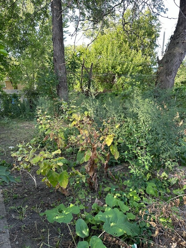 view of local wilderness