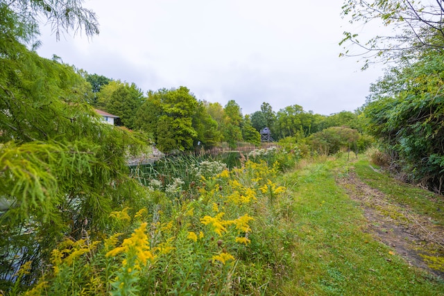 view of local wilderness