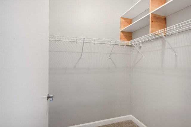walk in closet featuring carpet flooring