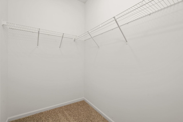 spacious closet featuring carpet