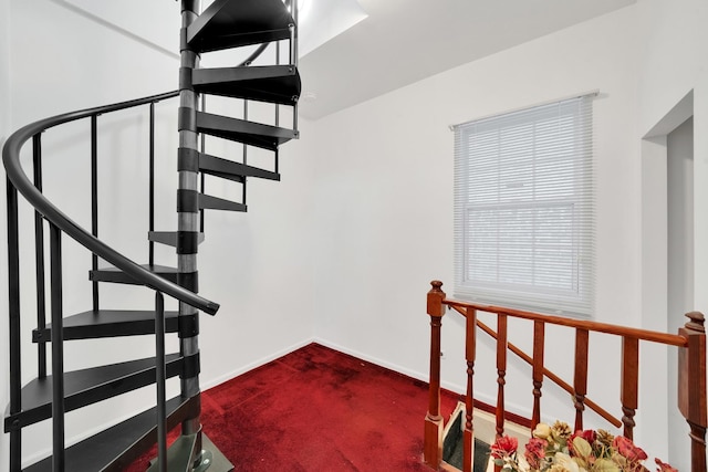 staircase featuring carpet floors