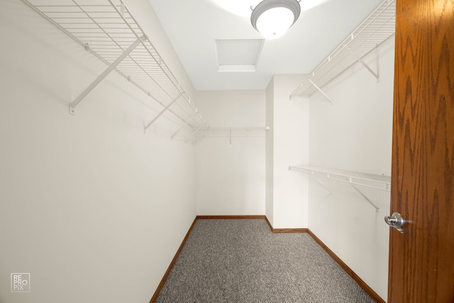 walk in closet with carpet flooring