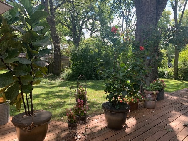 wooden deck featuring a lawn