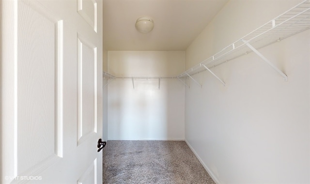 walk in closet featuring carpet flooring