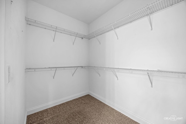 walk in closet featuring carpet floors