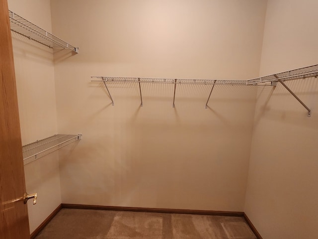 walk in closet with carpet flooring