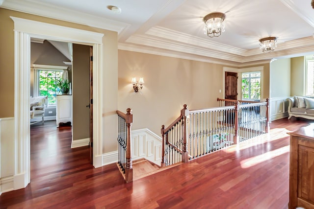 corridor with ornamental molding, a wealth of natural light, an inviting chandelier, and dark hardwood / wood-style flooring