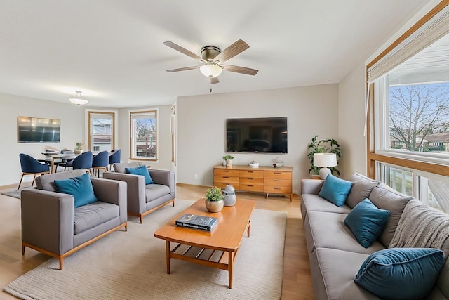 living room with ceiling fan and light wood-type flooring