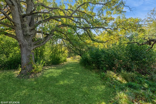 view of woods