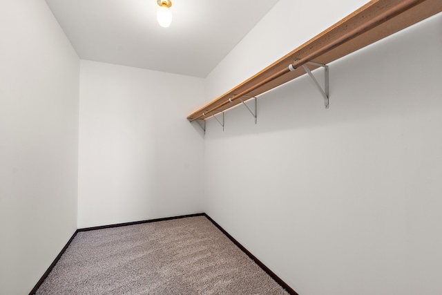 spacious closet with carpet