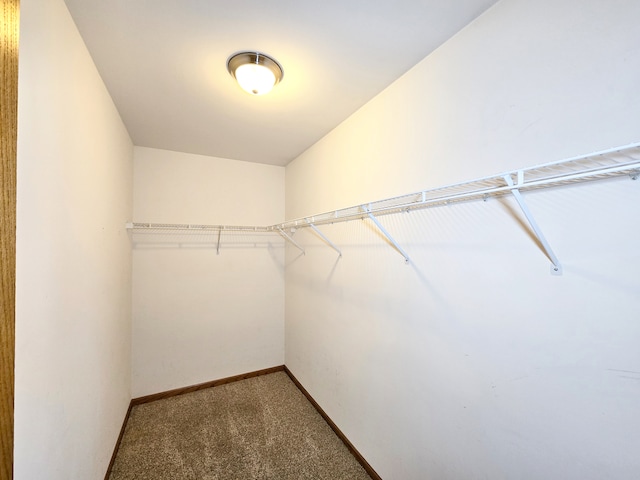 walk in closet with carpet flooring