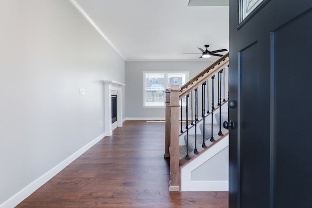 entryway featuring ceiling fan, dark hardwood / wood-style flooring, and ornamental molding