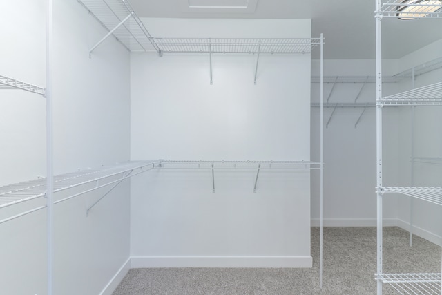 spacious closet featuring carpet