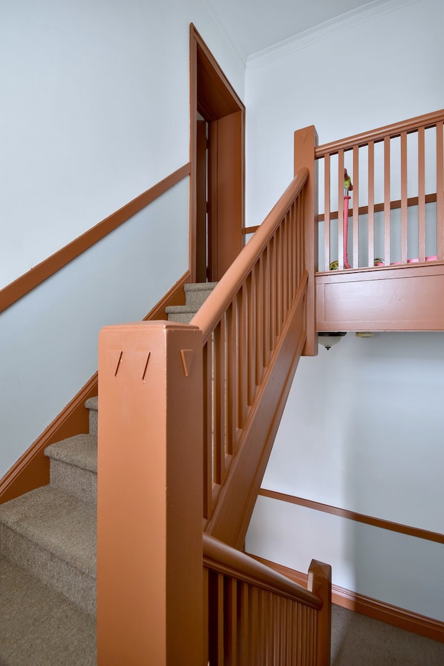 stairway with crown molding and carpet