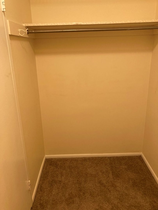 walk in closet featuring carpet floors