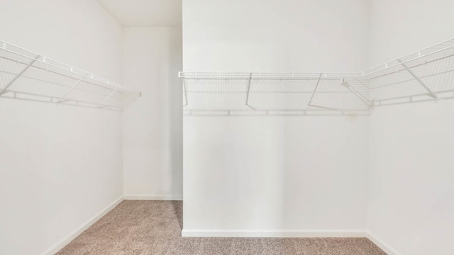 walk in closet featuring carpet flooring