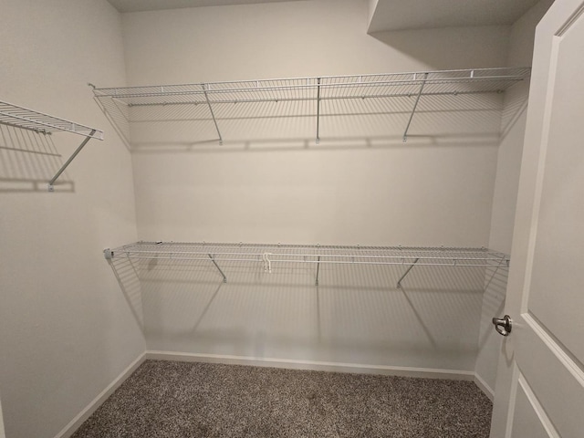 walk in closet featuring carpet flooring