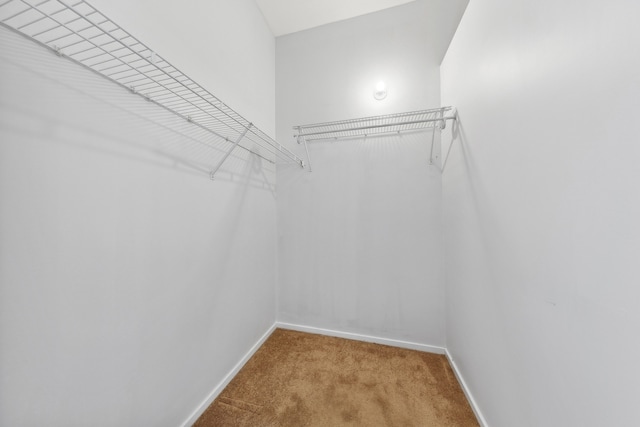 spacious closet with carpet