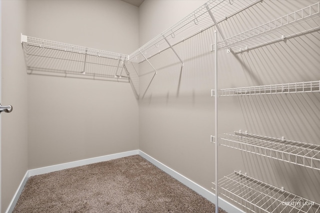 walk in closet with carpet floors