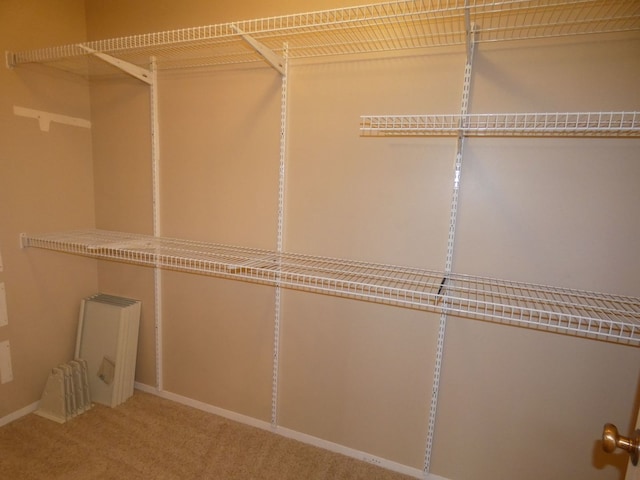 spacious closet featuring carpet