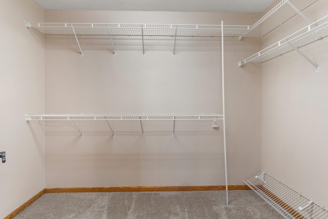 walk in closet featuring carpet floors