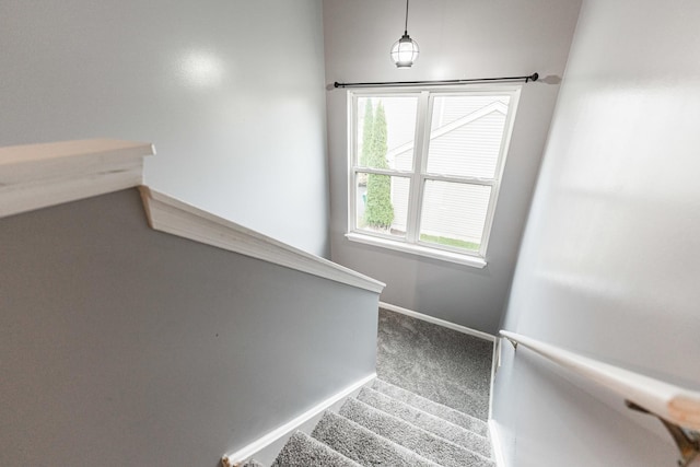 staircase featuring carpet floors