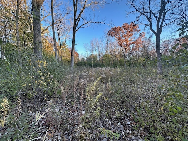 view of local wilderness