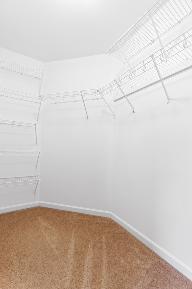 spacious closet featuring carpet flooring