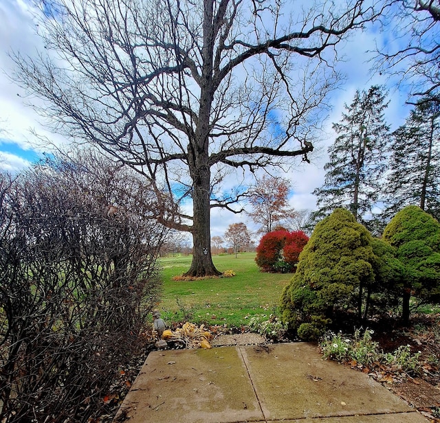 view of yard featuring a patio area