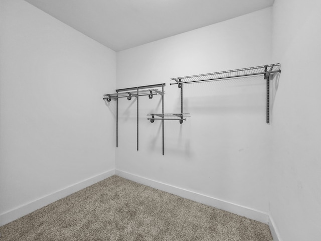 walk in closet featuring carpet floors