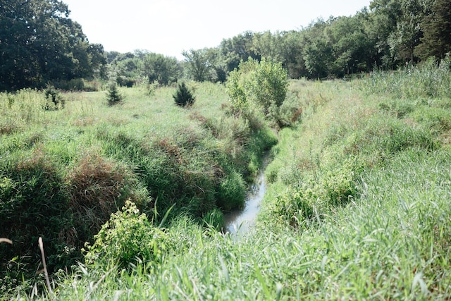 view of local wilderness