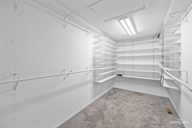 walk in closet featuring carpet flooring