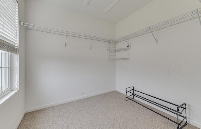 spacious closet with carpet floors