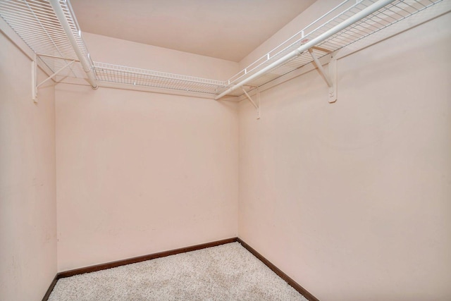 walk in closet with carpet