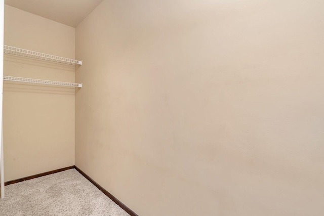 spacious closet featuring carpet floors