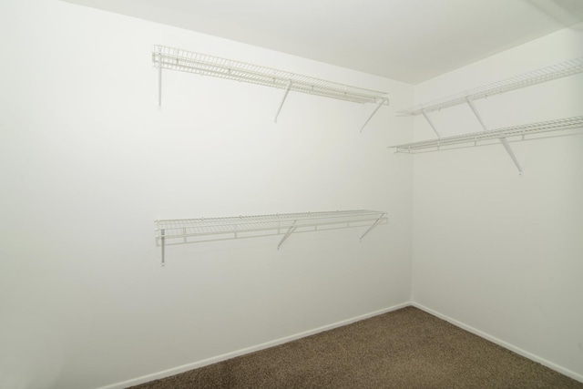 spacious closet with carpet floors