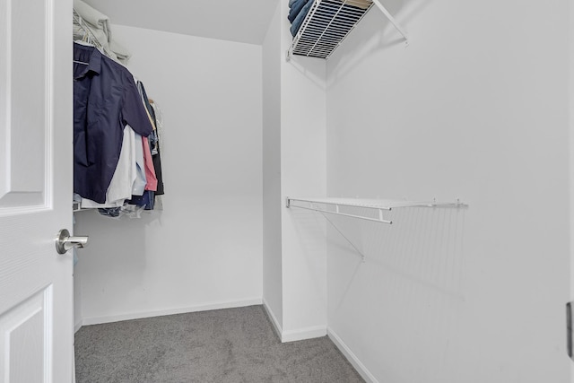 spacious closet featuring carpet floors