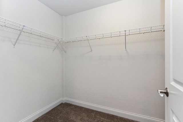 walk in closet featuring carpet floors