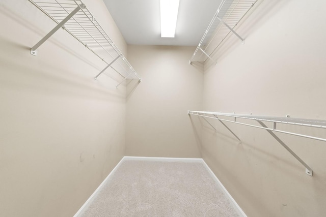 spacious closet featuring carpet floors