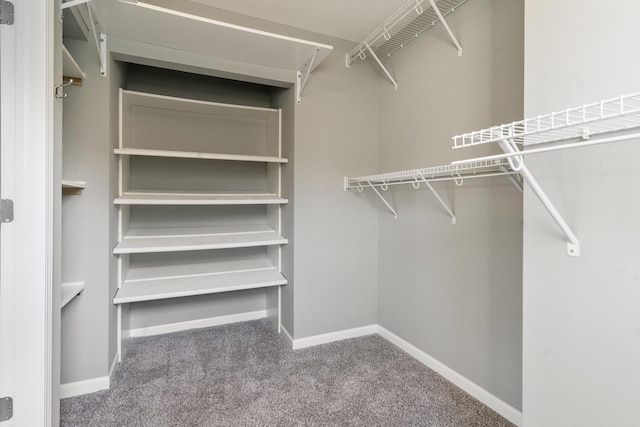 walk in closet with carpet flooring