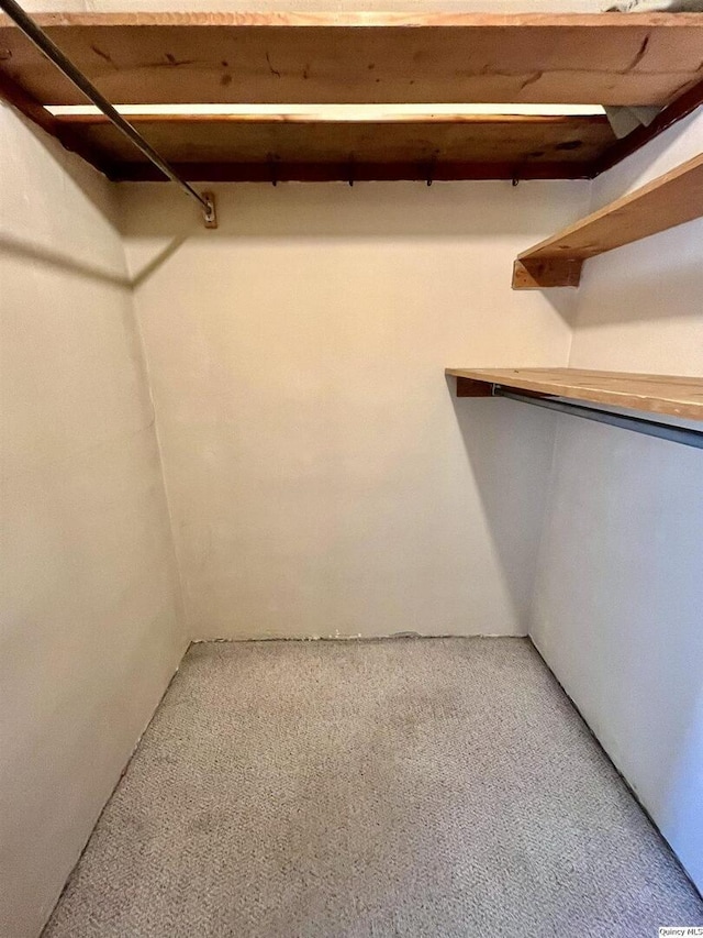 walk in closet featuring carpet floors