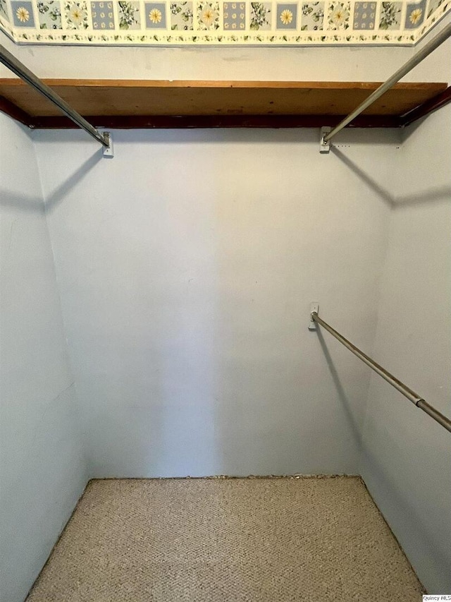 spacious closet featuring carpet flooring