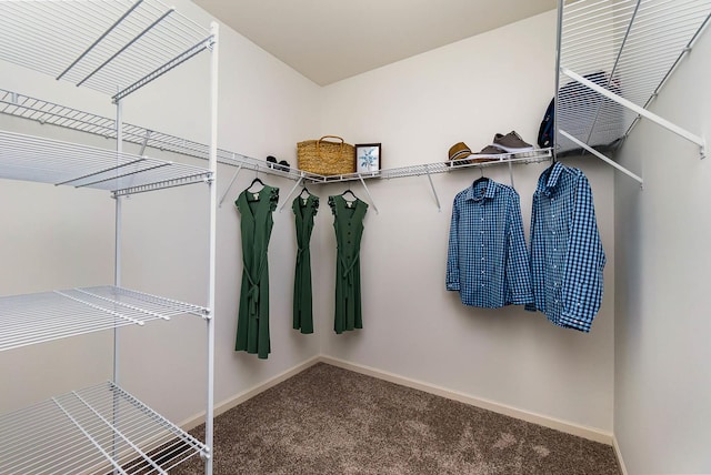 walk in closet with carpet flooring