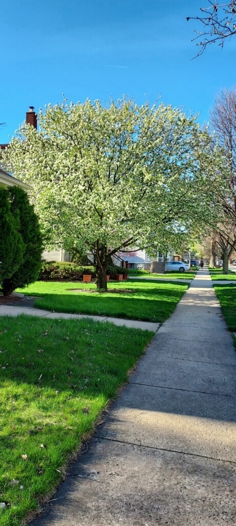 view of home's community featuring a lawn