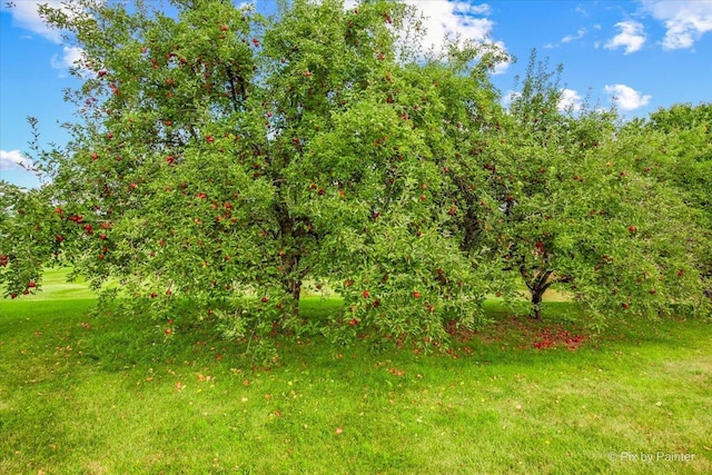 view of nature