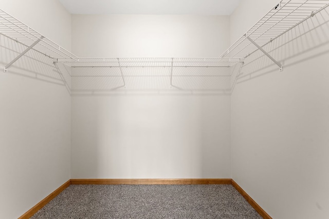 walk in closet featuring carpet floors