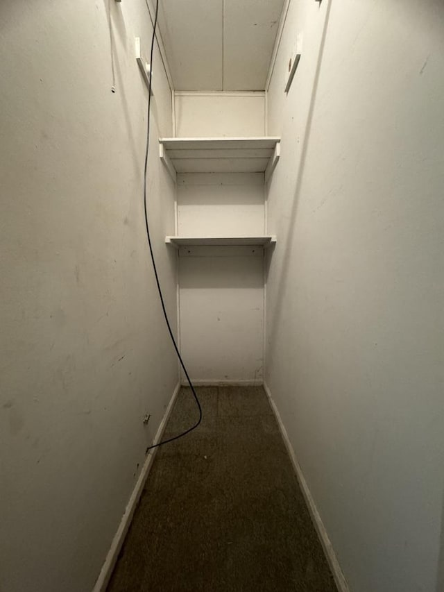 walk in closet with carpet flooring