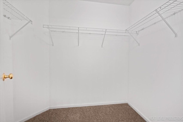 spacious closet featuring carpet