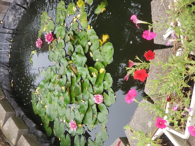 exterior details featuring a garden pond